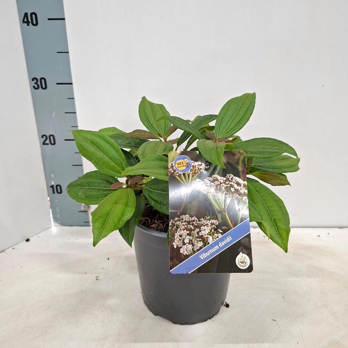 <h4>Viburnum davidii</h4>