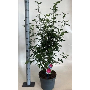 HIBIS SYRIACUS