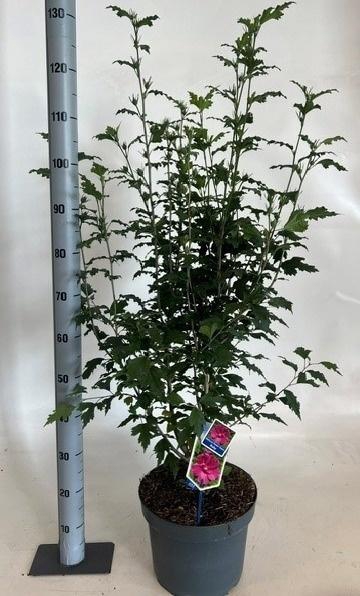 <h4>HIBIS SYRIACUS</h4>