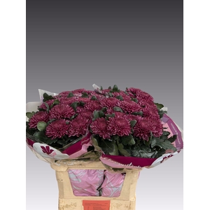 CHR G BIGOUDI PURPLE