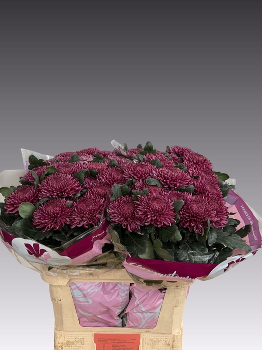<h4>CHR G BIGOUDI PURPLE</h4>