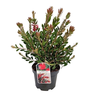 CALLISTEMON CITRINUS