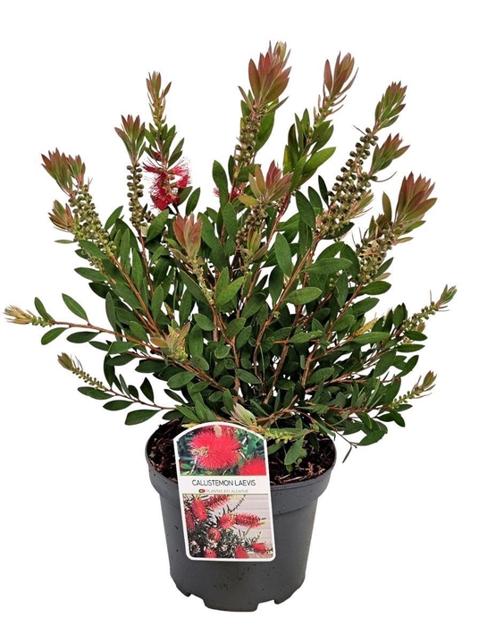 <h4>CALLISTEMON CITRINUS</h4>