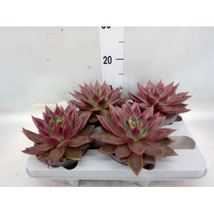 Echeveria   ...