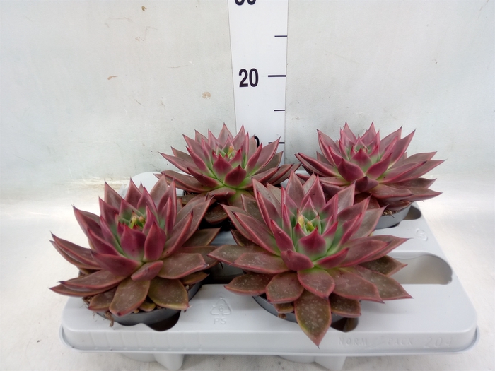 <h4>Echeveria   ...</h4>