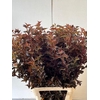PHYSOCARPUSBLAD D. ROOD 100CM
