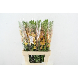 ANTIR POTOMAC SALMON