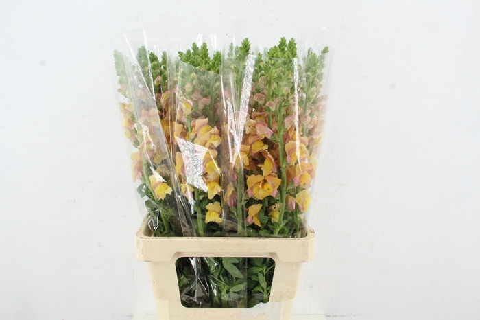 <h4>ANTIR POTOMAC SALMON</h4>