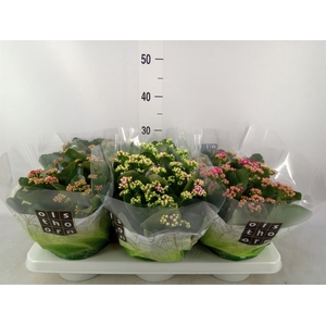 Kalanchoe blos.   ..rosebud mix  5