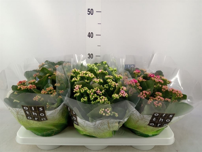 <h4>Kalanchoe blos.   ..rosebud mix  5</h4>