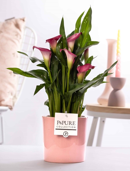 <h4>Zant Garnet Glow 3+ Keramiek Essential Pink</h4>