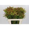Leucadendron Ayoba Cherry Pearl
