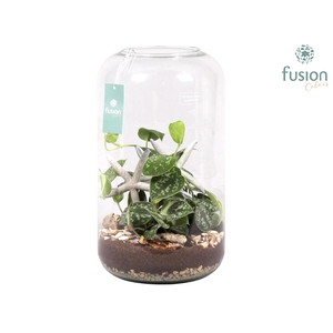 Green Bottle Isabella XXLarge Maritiem met Scindapsus