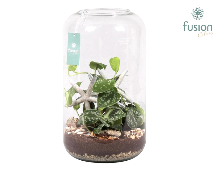 <h4>Green Bottle Isabella XXLarge Maritiem met Scindapsus</h4>