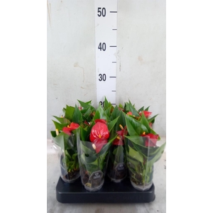 Anthurium andr. 'Micra'