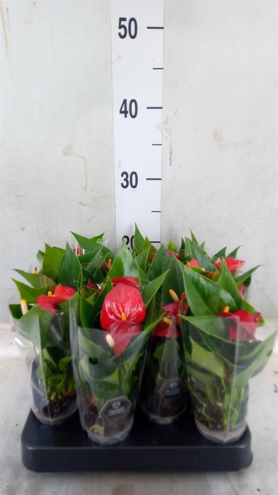 <h4>Anthurium andr. 'Micra'</h4>