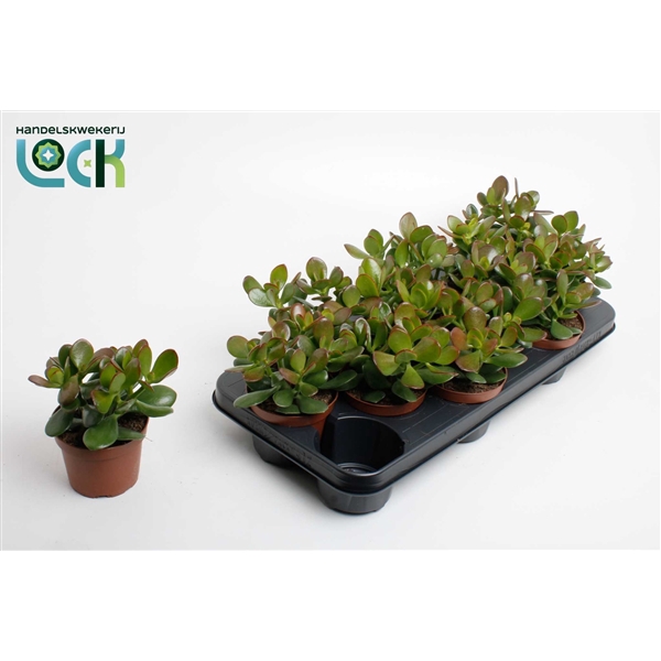 <h4>Crassula Argentea Ovata</h4>