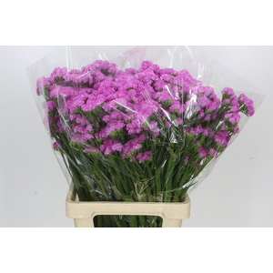 Limonium sinuatum Pink Rosa