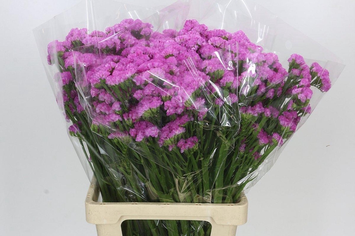 <h4>Limonium sinuatum Pink Rosa</h4>