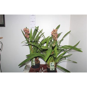 Cymbidium Mag Vogel