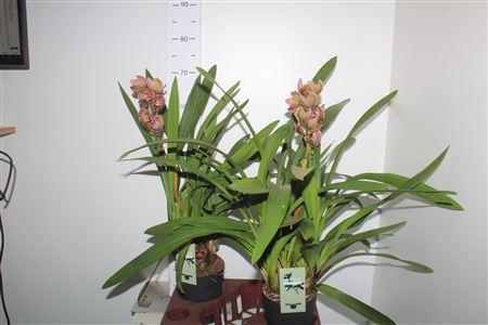 Cymbidium Mag Vogel