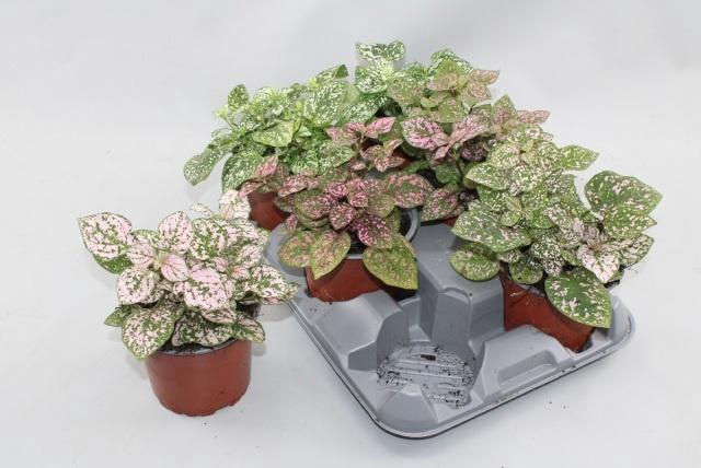 <h4>HYPOEST CONF C GEM</h4>