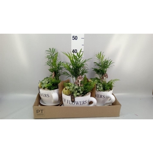 Arr.   Planten H%