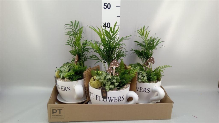 <h4>Arr.   Planten H%</h4>