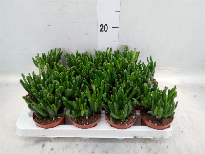 <h4>Crassula ovata 'Horn Tree'</h4>