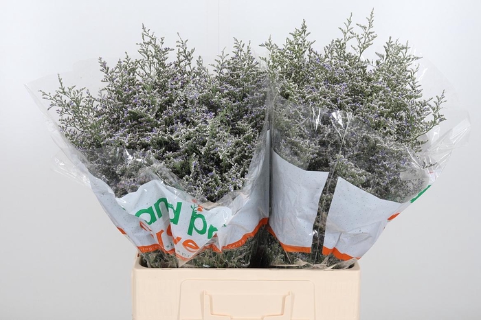 <h4>Limonium Misty Blue</h4>