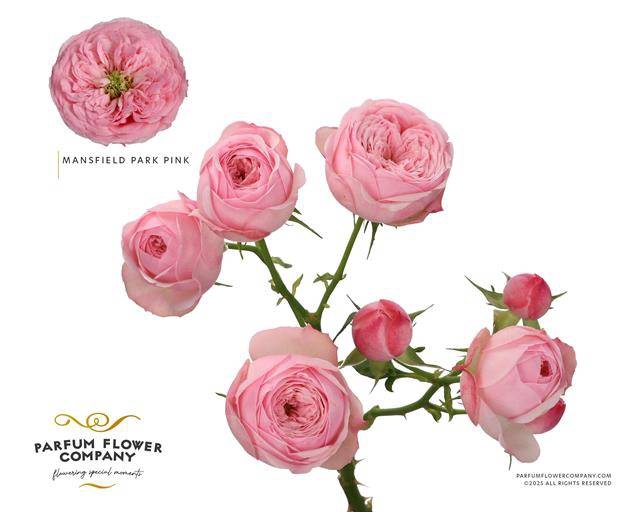 Rosa spray mansfield pink park