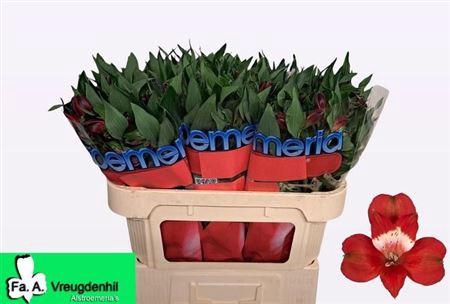 <h4>Alstr Rockstar</h4>