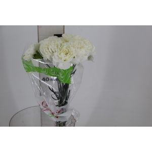 CRAVO POLAR ROUTE 060 CM