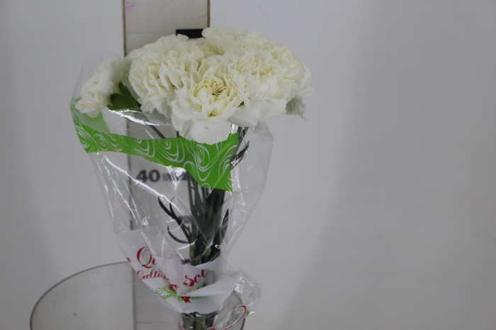 <h4>CRAVO POLAR ROUTE 060 CM</h4>