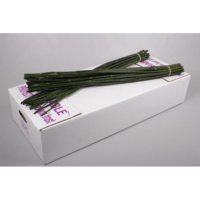 <h4>BAMBOE / SNAKEGRASS</h4>