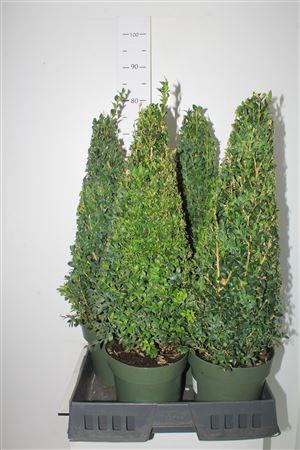 <h4>Buxu Sempervirens</h4>