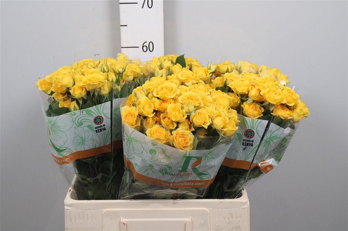 <h4>R Tr Yellow Babe</h4>