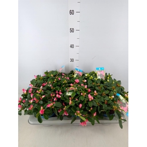 Rhododendron sim. 'Hellmut V' .mix6