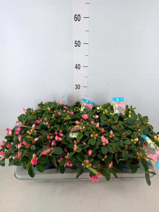 <h4>Rhododendron sim. 'Hellmut V' .mix6</h4>