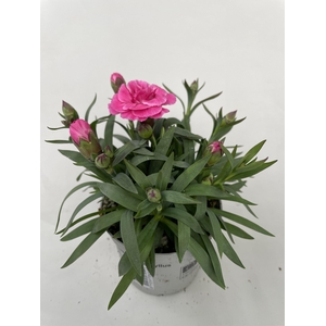 Dianthus Oscar p9