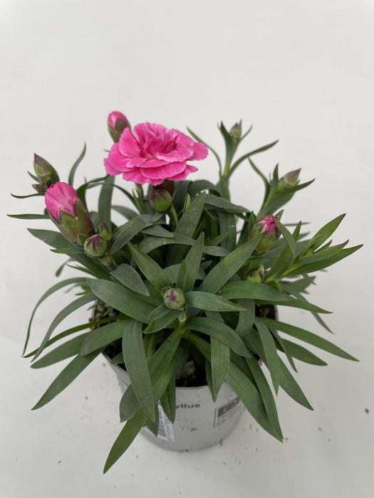 <h4>Dianthus Oscar p9</h4>