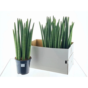 SANSEV CYLINDRICA OV