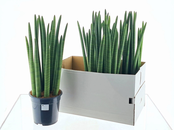 <h4>SANSEV CYLINDRICA OV</h4>