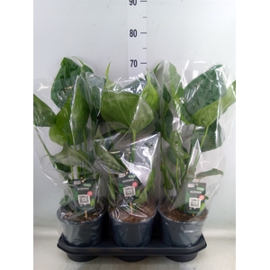 Alocasia cucullata