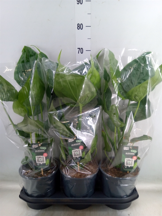 <h4>Alocasia cucullata</h4>