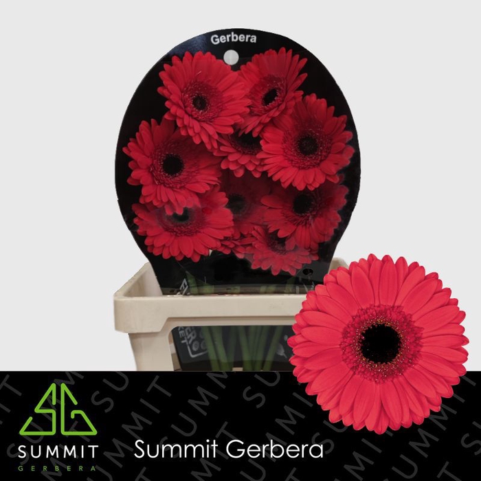 <h4>Gerbera Hamptons</h4>