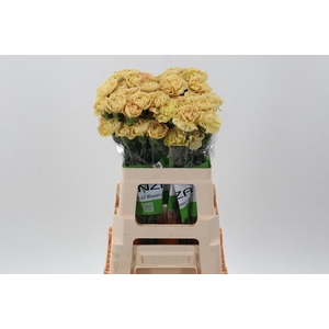 Di St Mustard 60cm