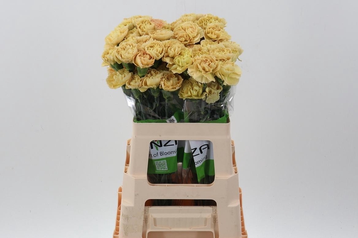 <h4>Di St Mustard 60cm</h4>