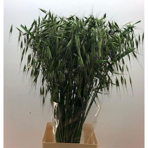 Siergras Avena Sterilis