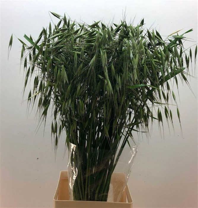 <h4>Siergras Avena Sterilis</h4>